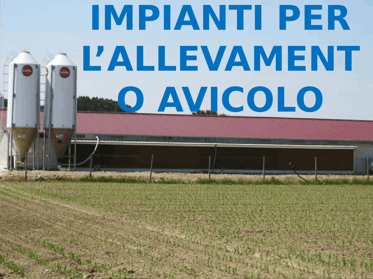 allevamento avicolo lorenzi luigi di lorenzi alberto