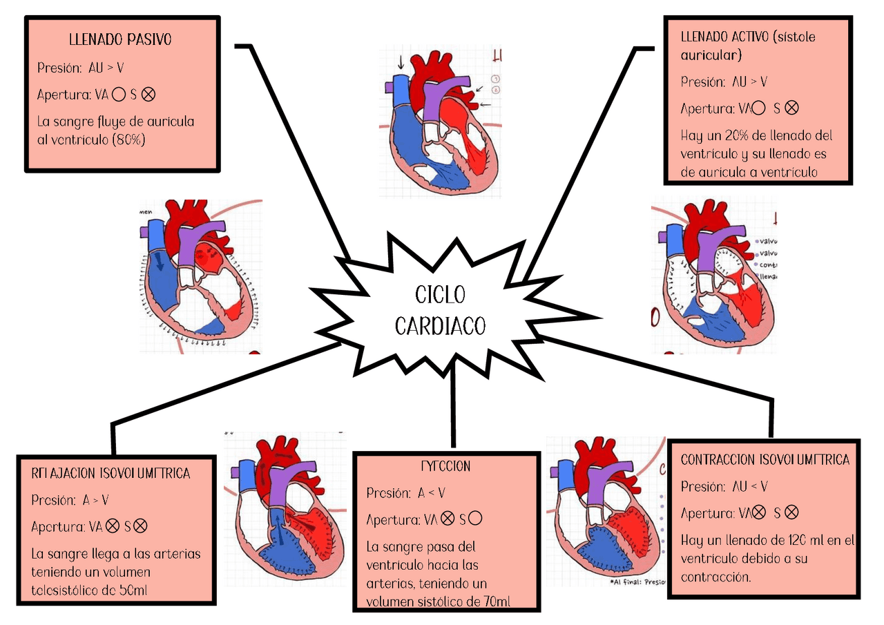 Cardiaco Ciclo Cardíaco Mapa Mental - BRAINCP