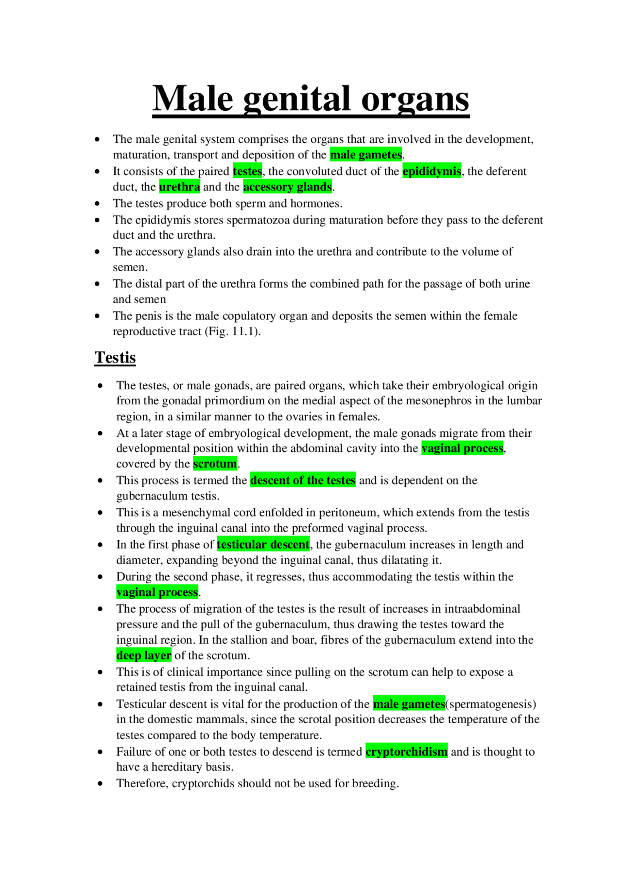 Veterinary Anatomy: Male reproductive system - Docsity