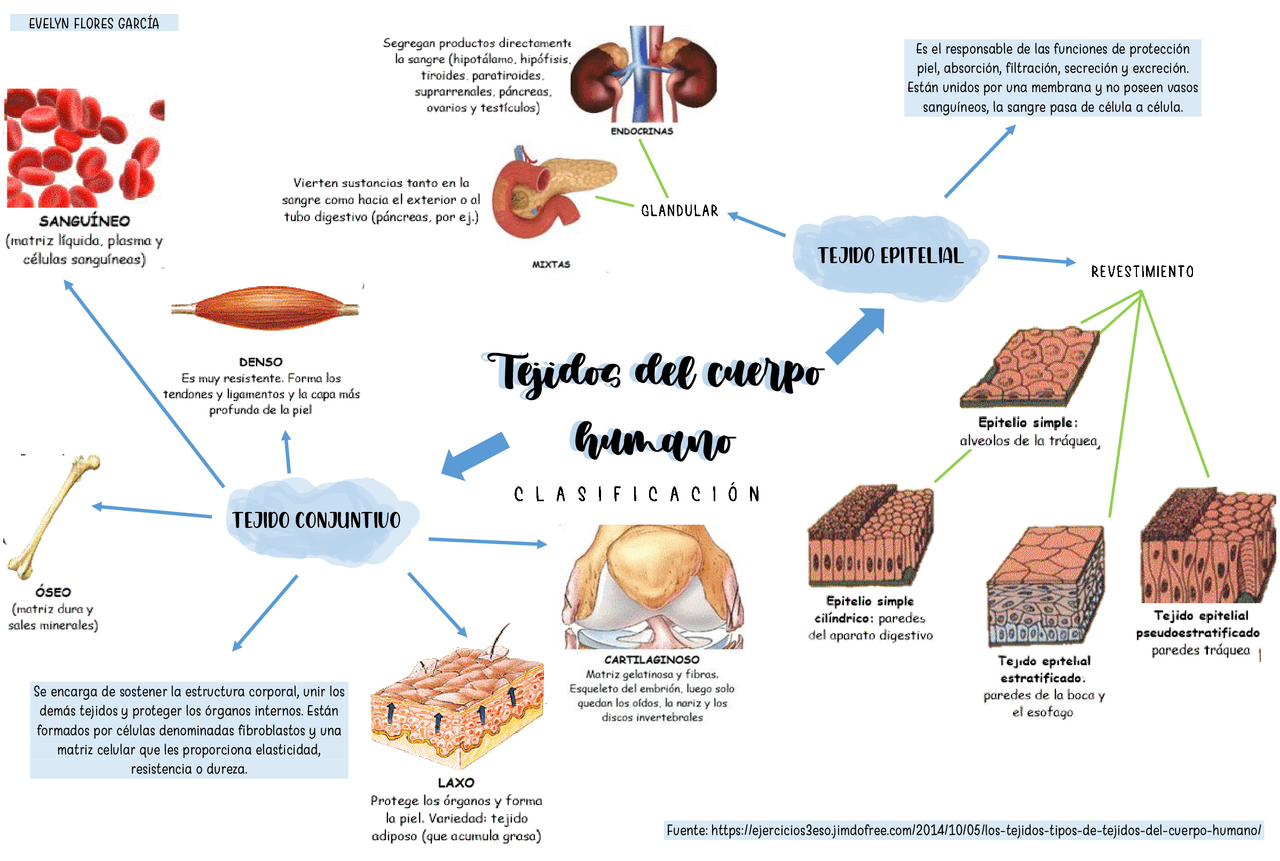 Los 7 Tejidos Del Cuerpo Humano