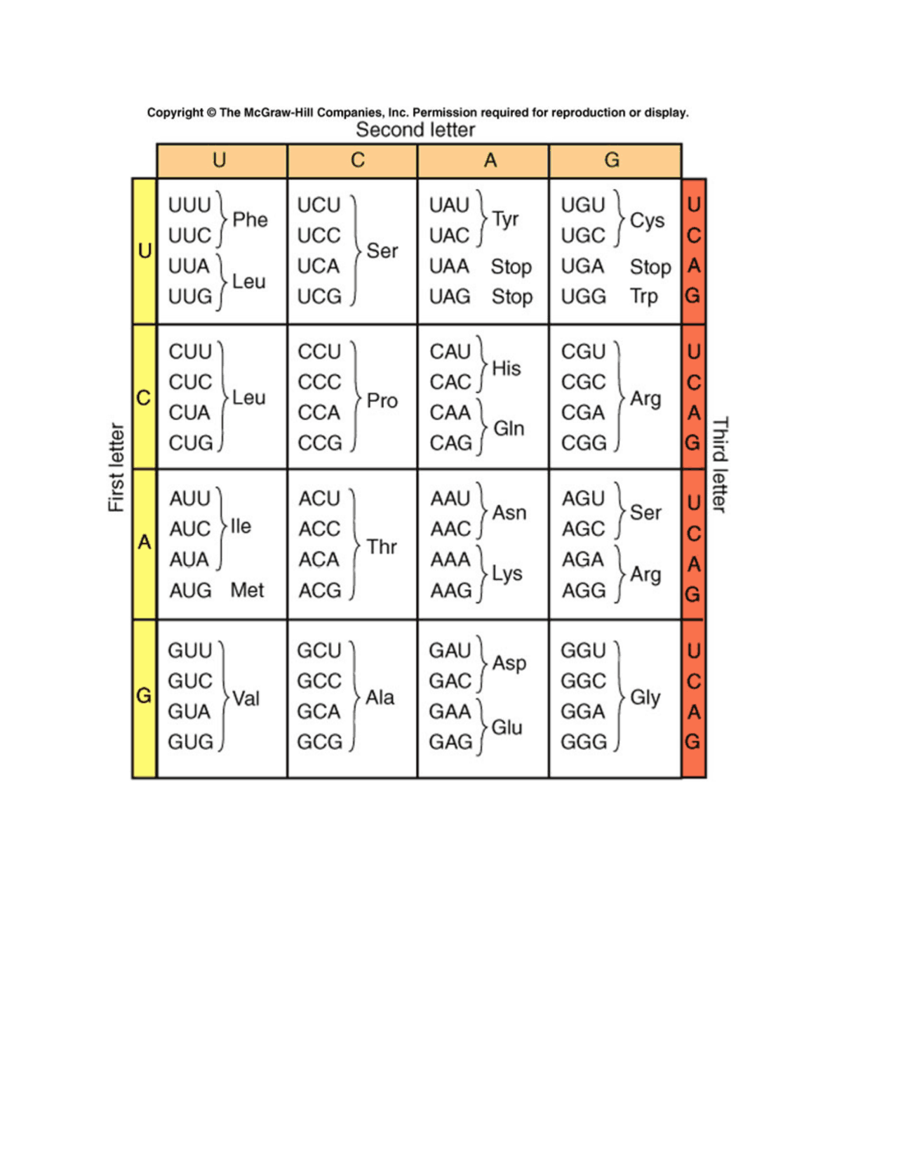 Codon table for Genetics | University of Houston 3301 - Docsity