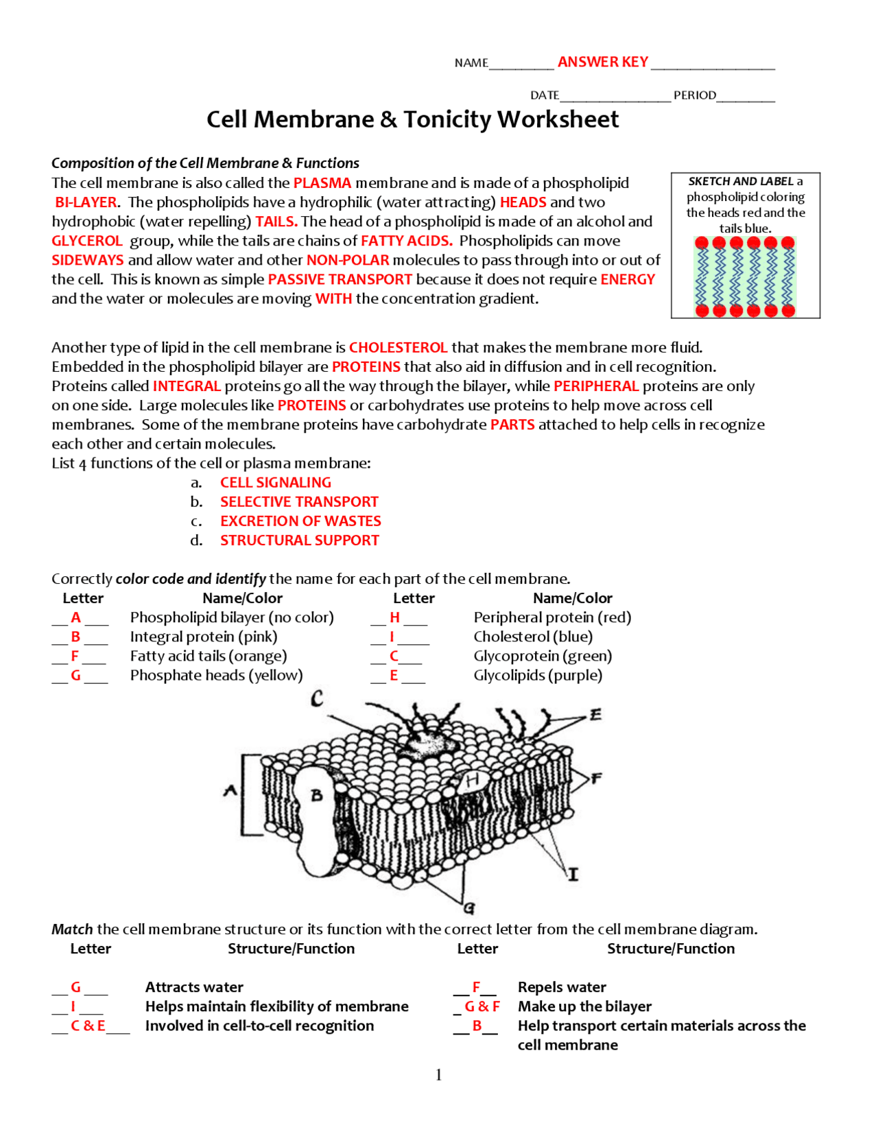 Cell membrane parts and functions - Docsity Intended For Cell Membrane Coloring Worksheet