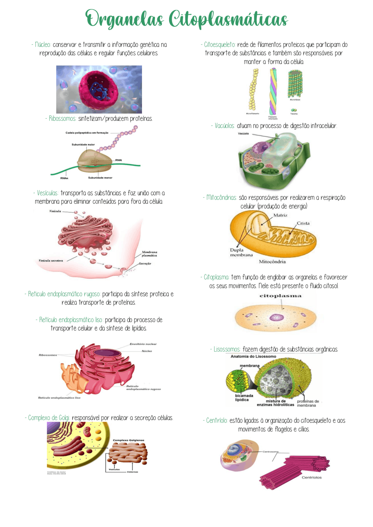 CITOLOGIA - ORGANELAS CITOPLASMÁTICAS - Docsity