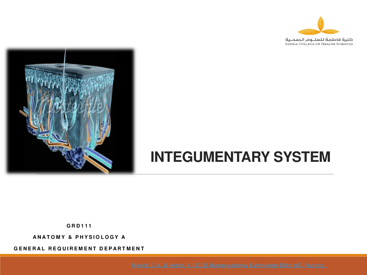 Integrity System Body Human anatomy: Integumentary system explained - Docsity