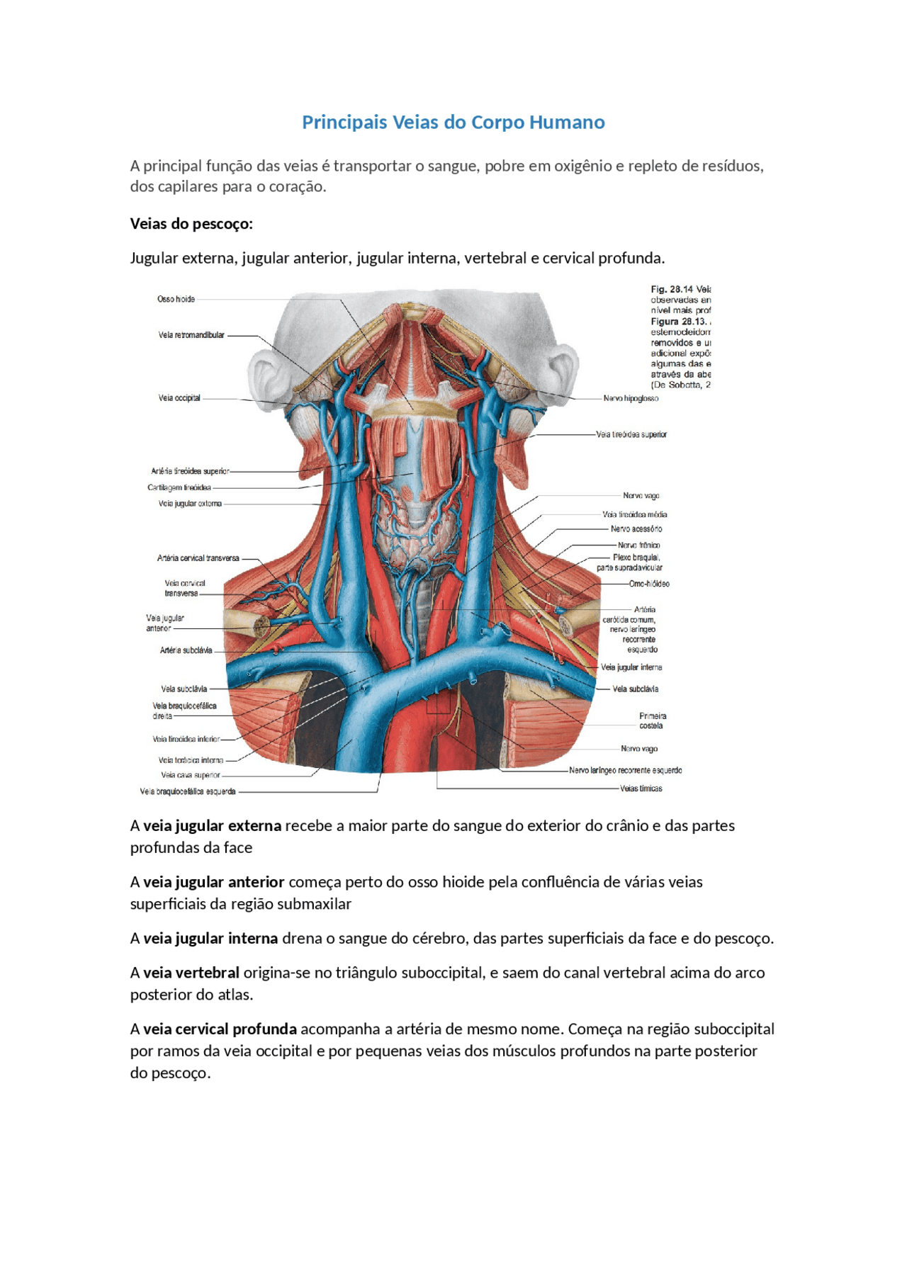 Principais veias e artérias do corpo humano - Docsity