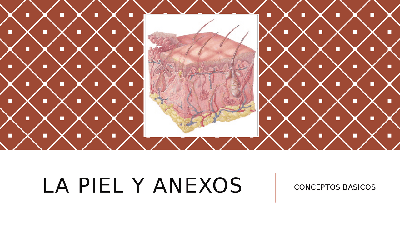 Anatomia y anexos de la piel - Docsity