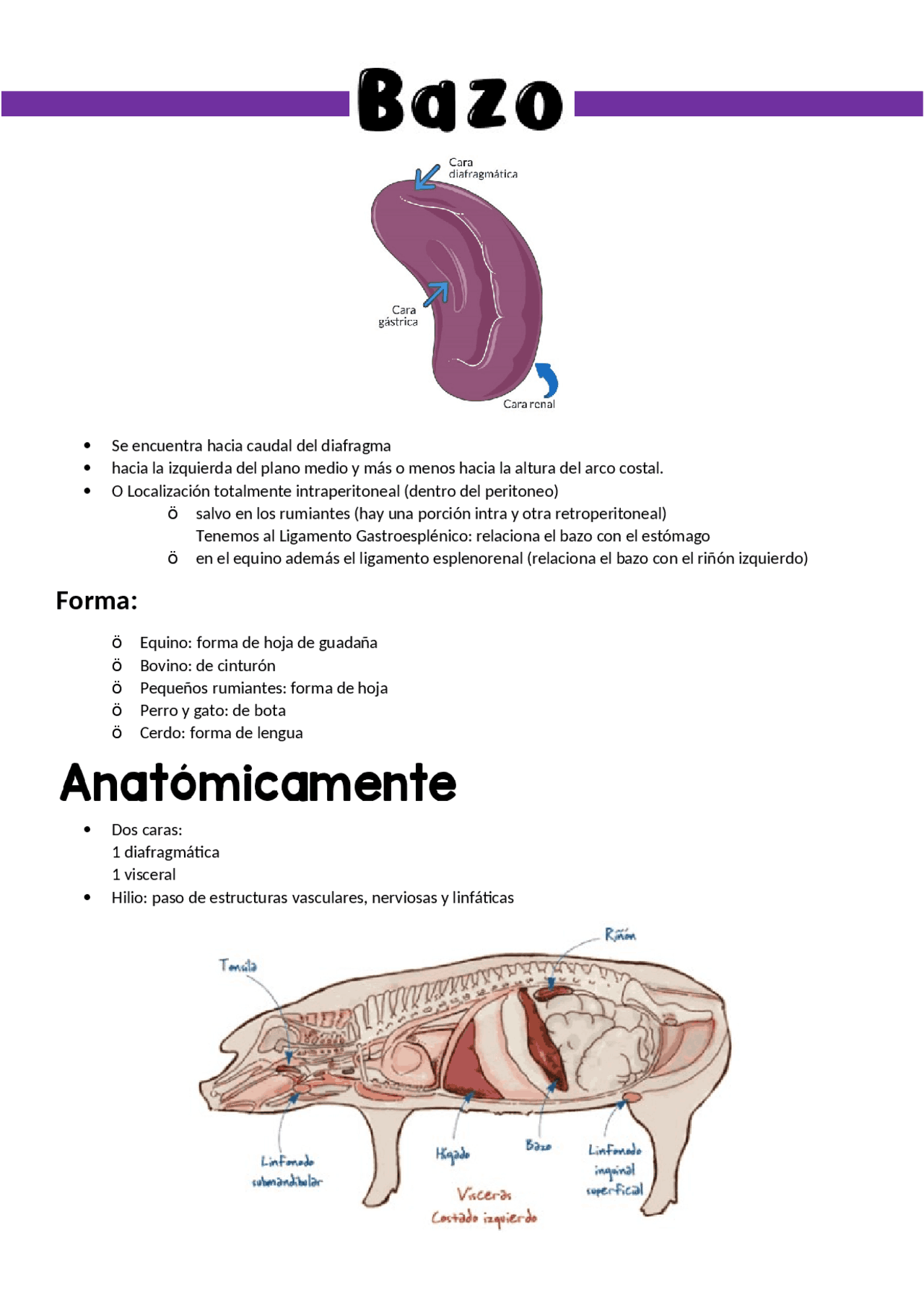 Bazo, anatomía veterinaria Apuntes de Anatomía Docsity Bazo, anatomía veterinaria Apuntes de Anatomía Docsity