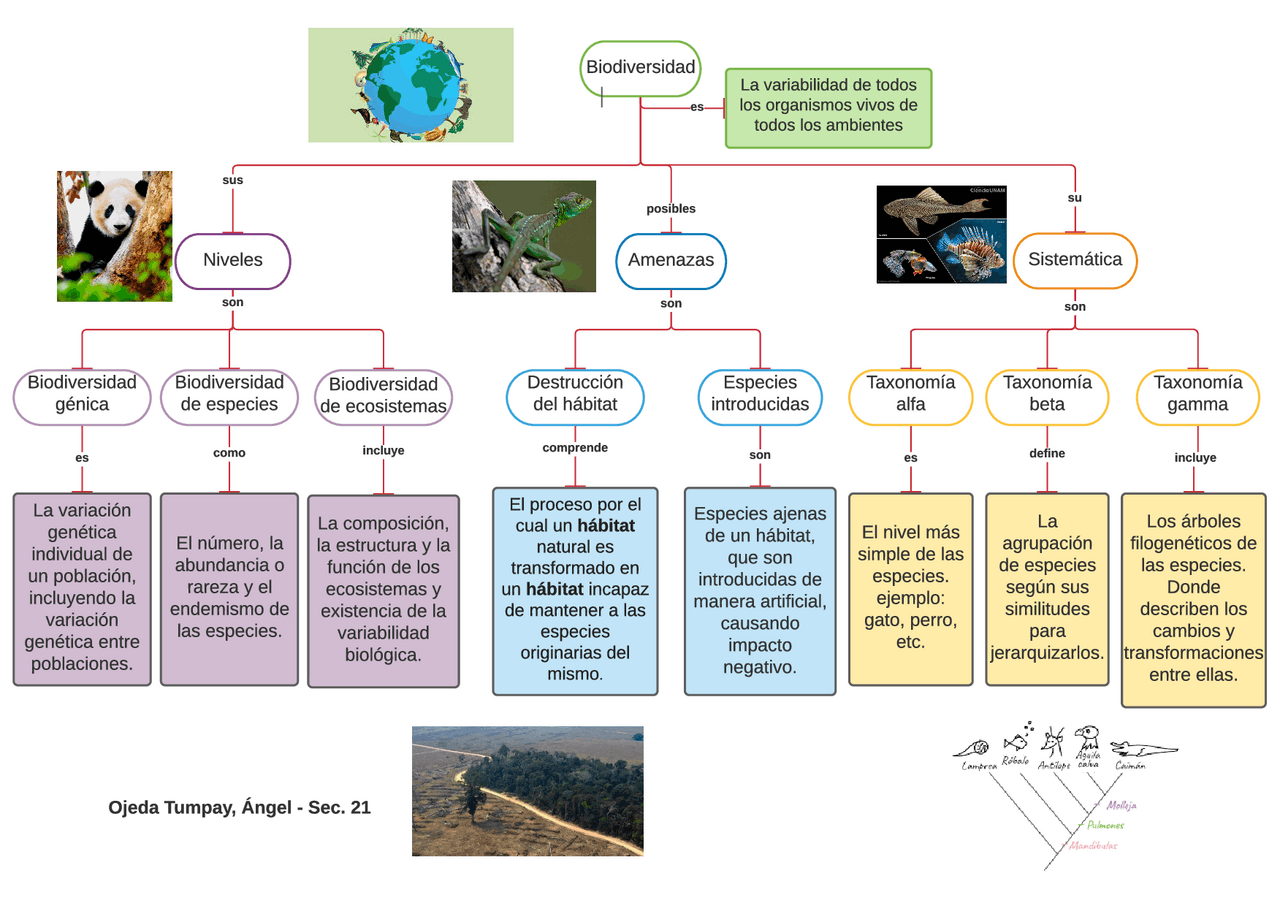 Mapa Conceptual De La Biodiversidad Image to u