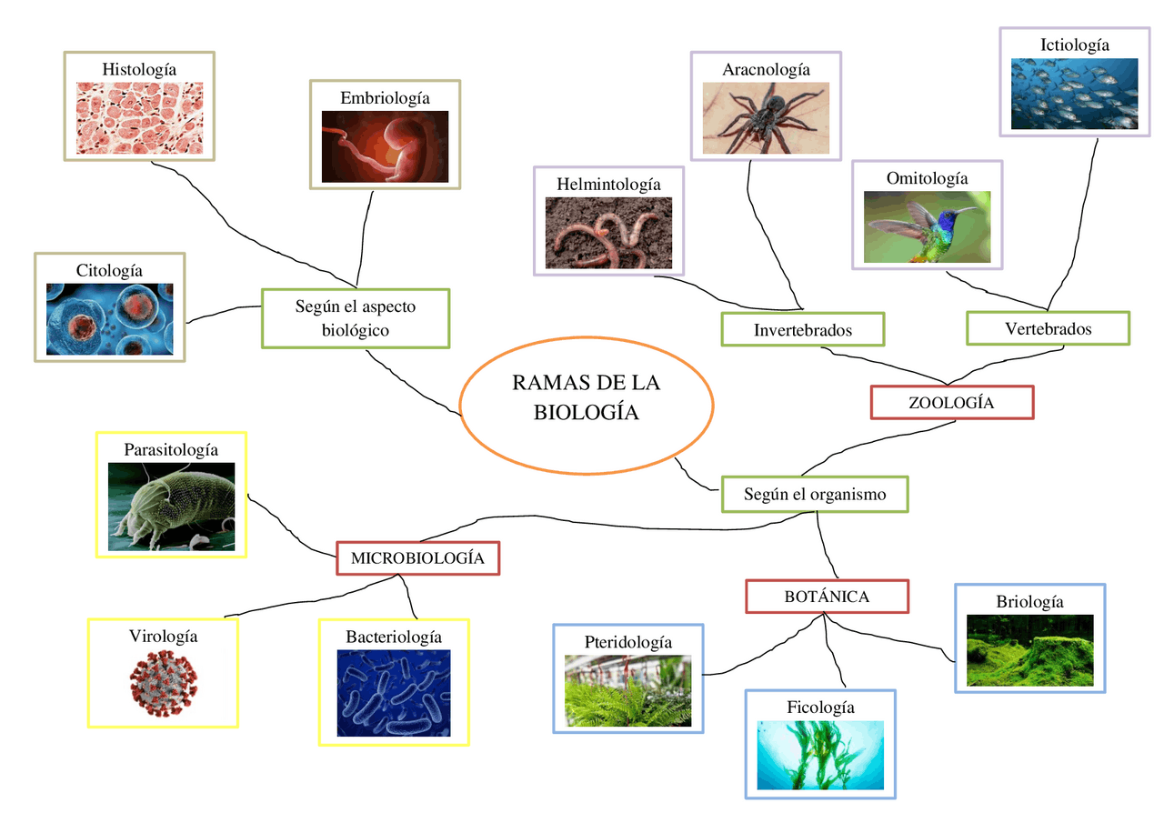 A03-Mapa Mental-Ramas de la Biología-UNAH | Esquemas y mapas
