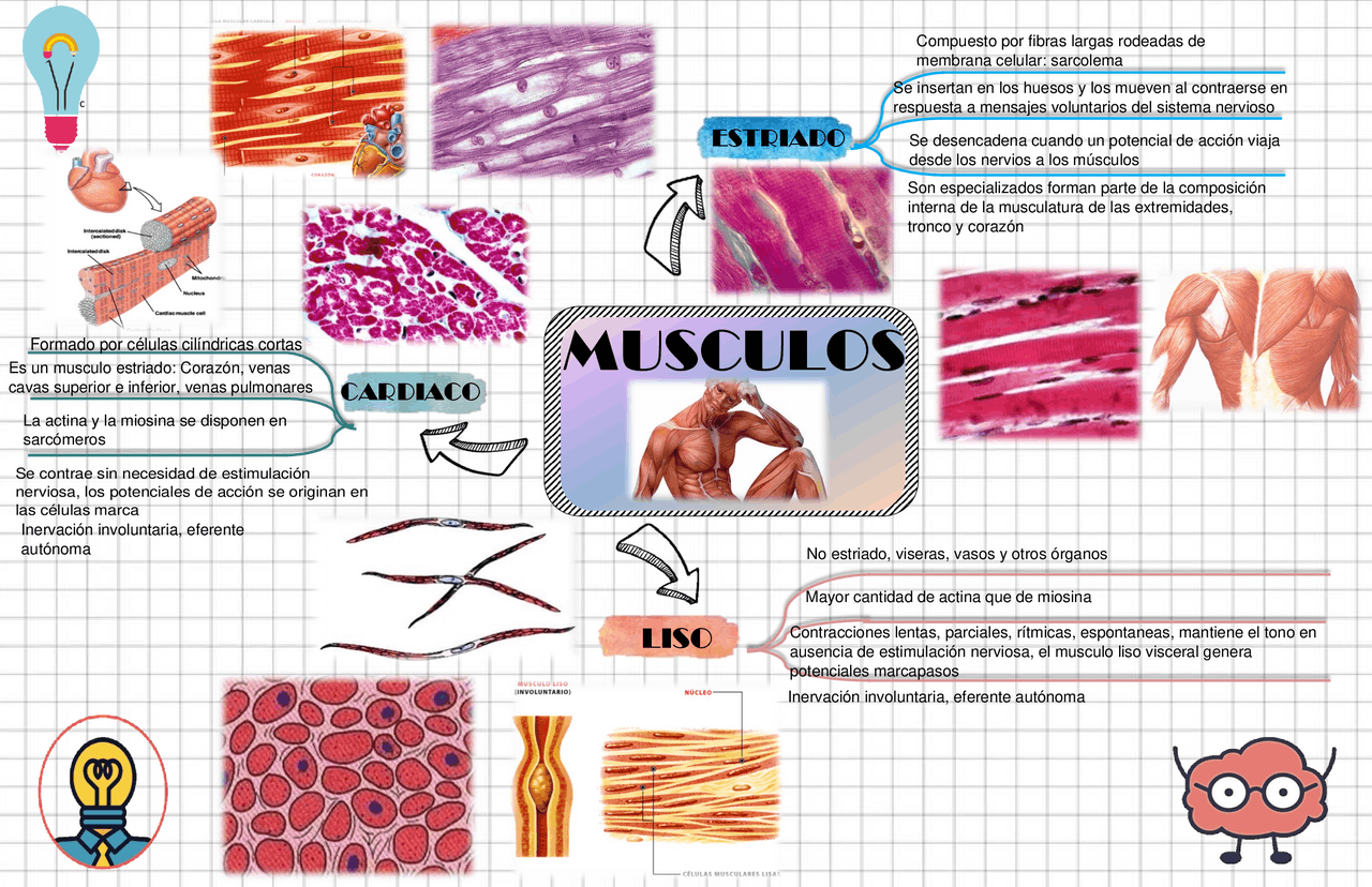 Resumen de los musculos del cuerpo humano | Esquemas y mapas