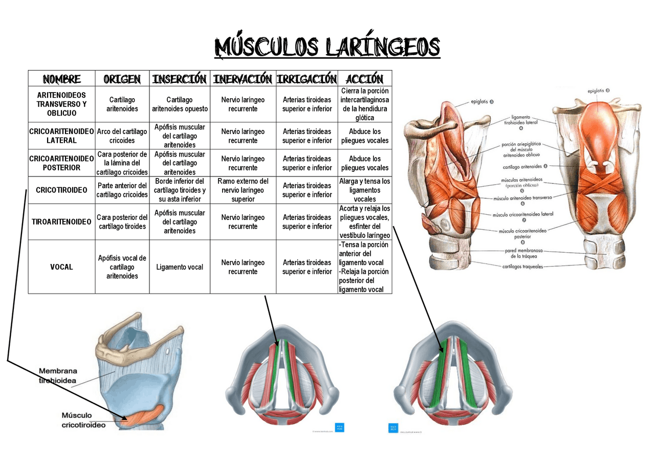 Musculos Da Laringe Laringopatias musculos-da-laringe-laringopatias