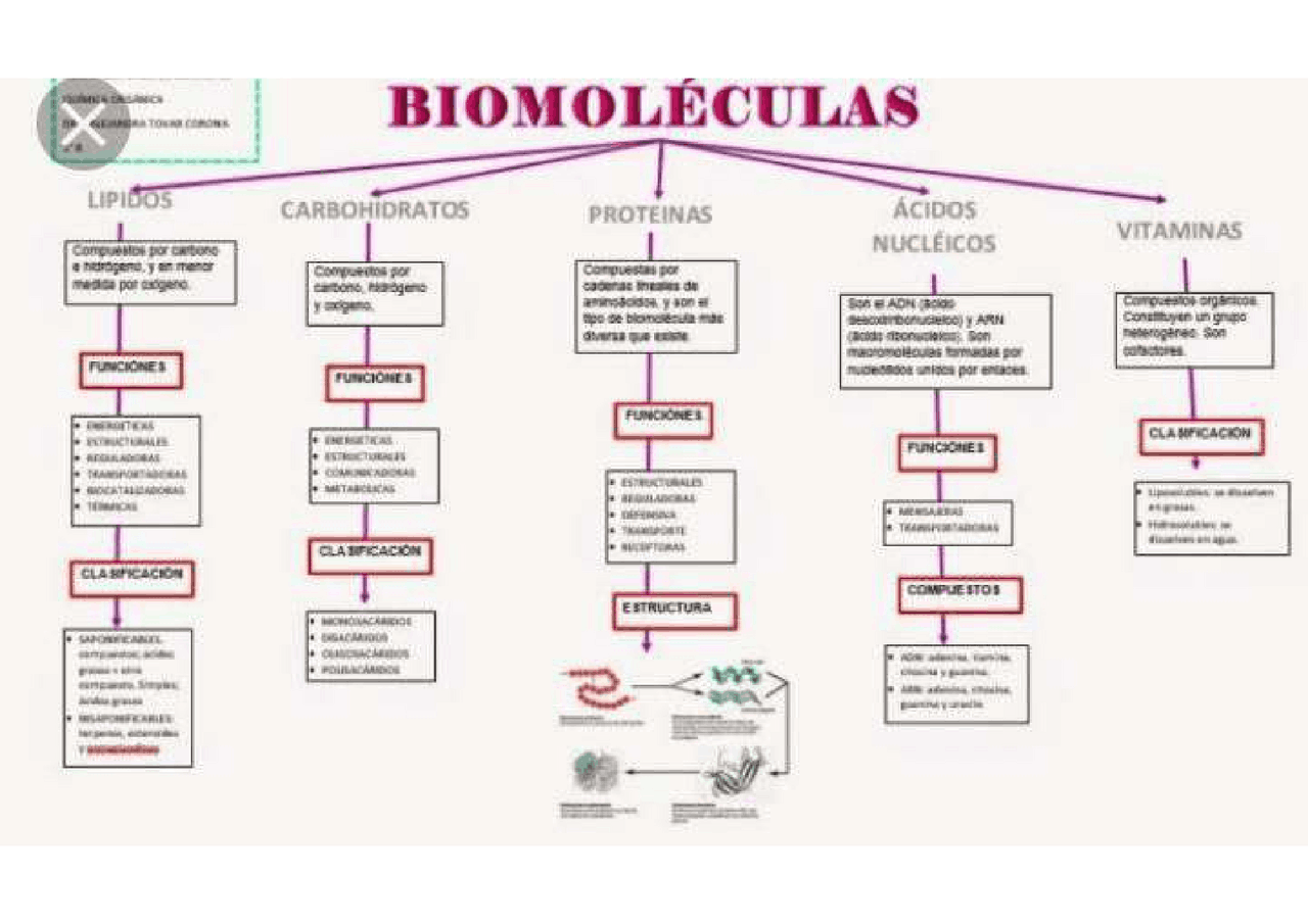 Mapa conceptual Biomoleculas | Esquemas y mapas conceptuales de Química