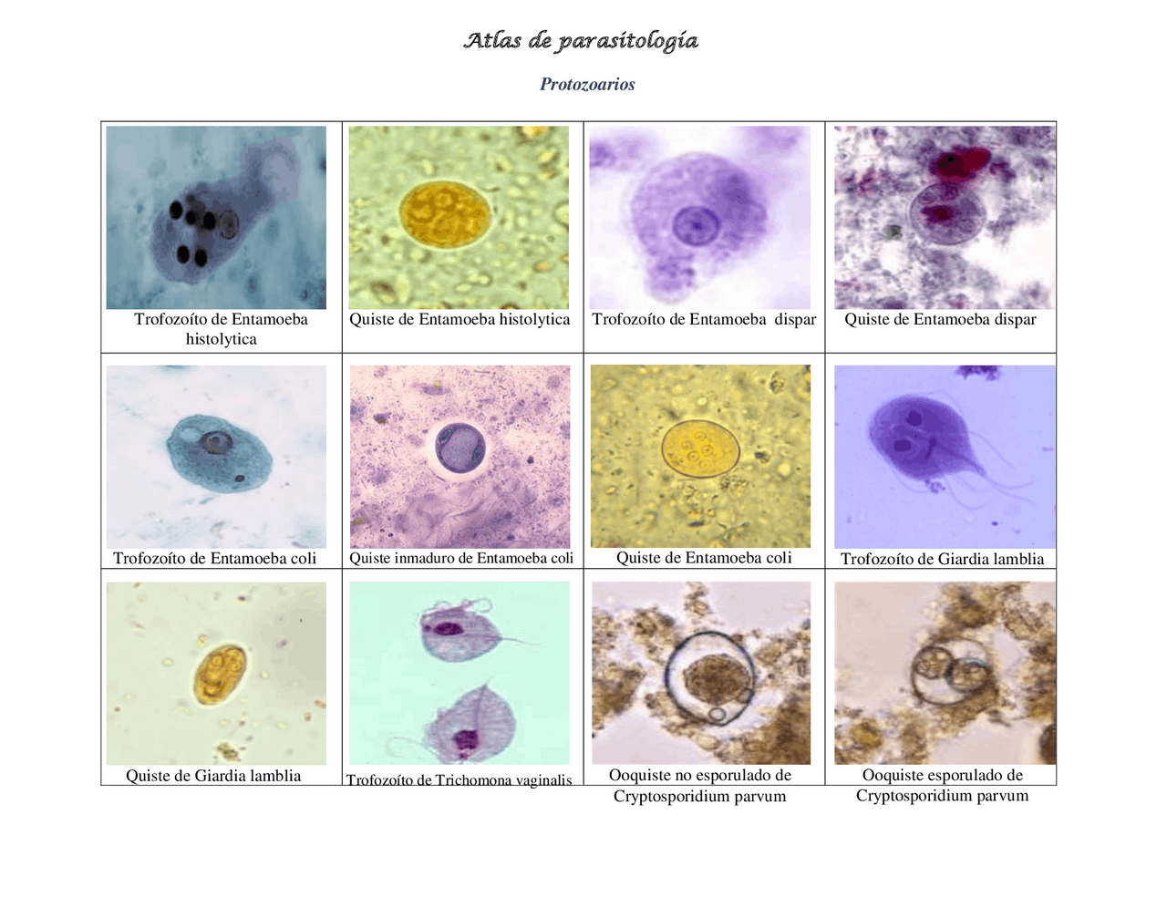 Atlas De Parasitologia Pdf - RETOEDU