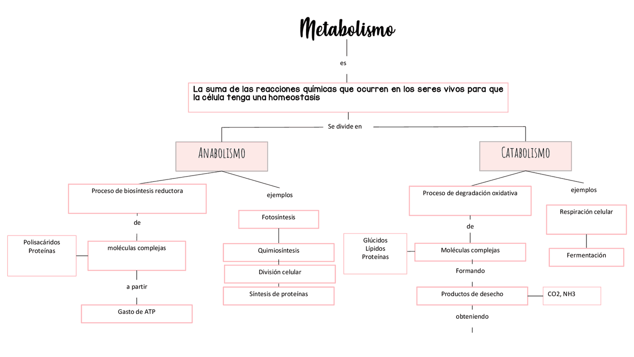 Mapa Conceptual De Metabolismo Anabolismo Y Catabolismo