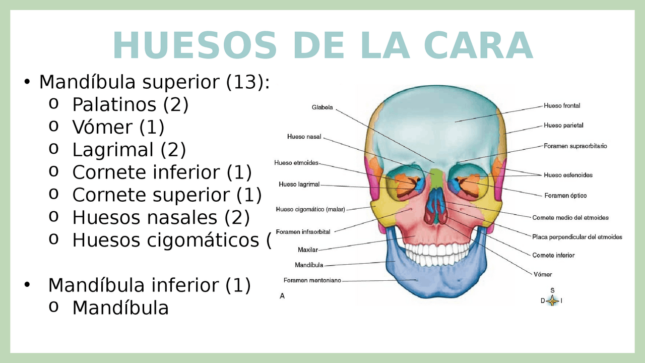 Resumen huesos de la cara | Diapositivas de Anatomía | Docsity