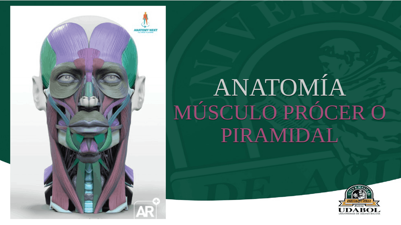 Procer MÚSCULOS FACIALES MÚSCULO PRÓCER O PIRAMIDAL | Diapositivas de Anatomía ...