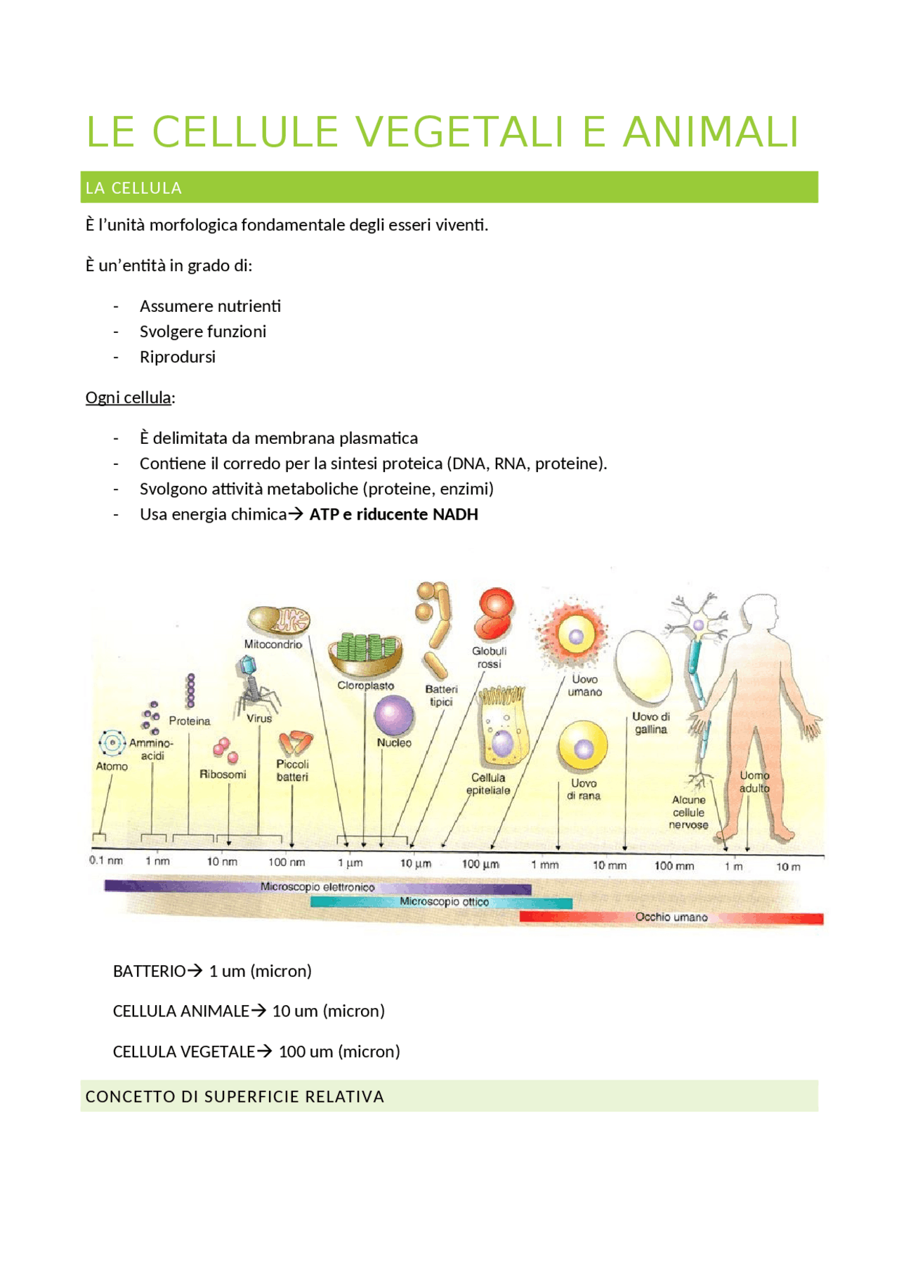 LEZIONE 2 Differenze tra cellule vegetali