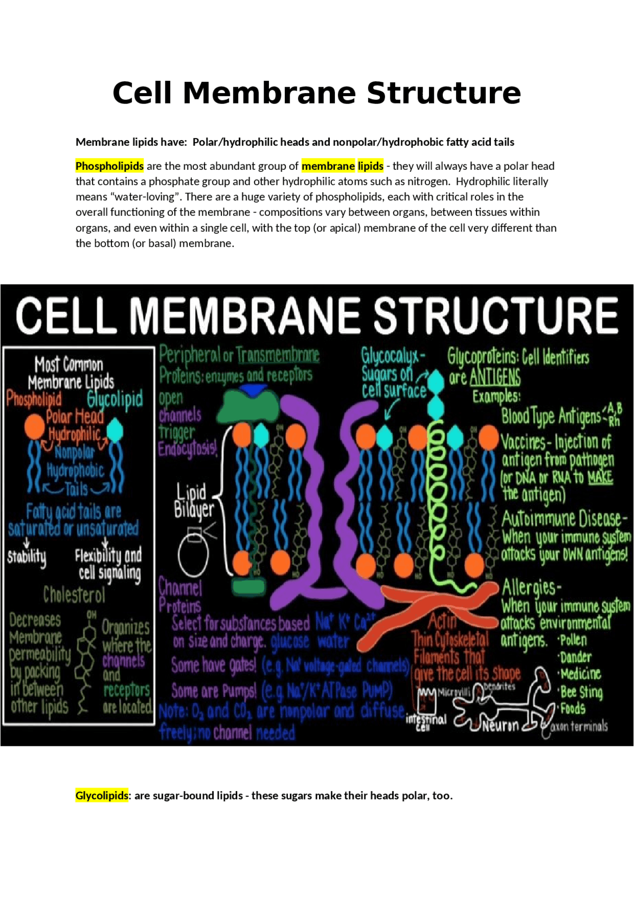 Cell Membrane Study Guide Example Cell Membrane Structure notes for healthcare and medical student - Docsity