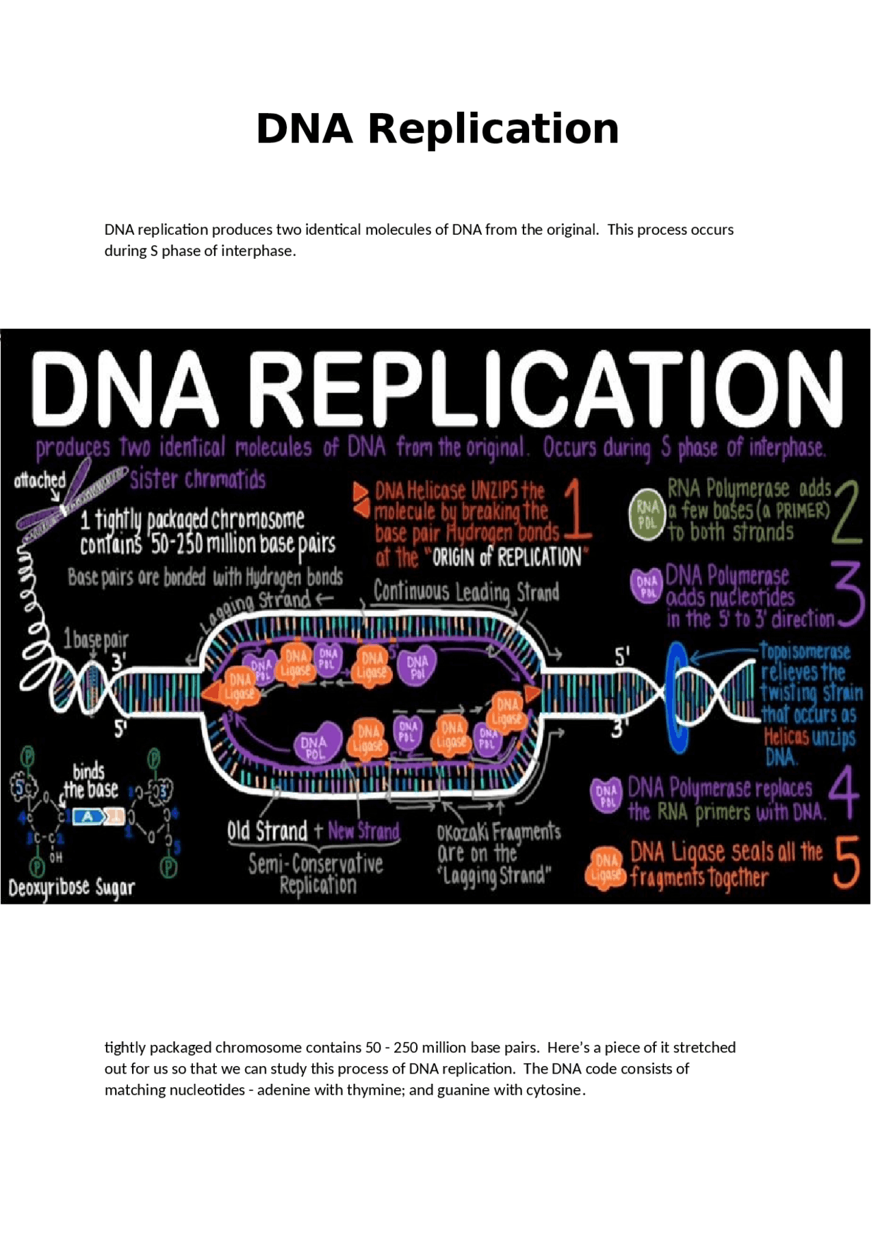 DNA Replication Notes - Docsity