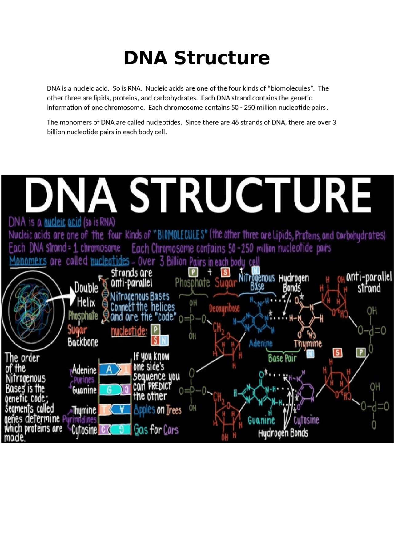 DNA Structure Notes - Docsity