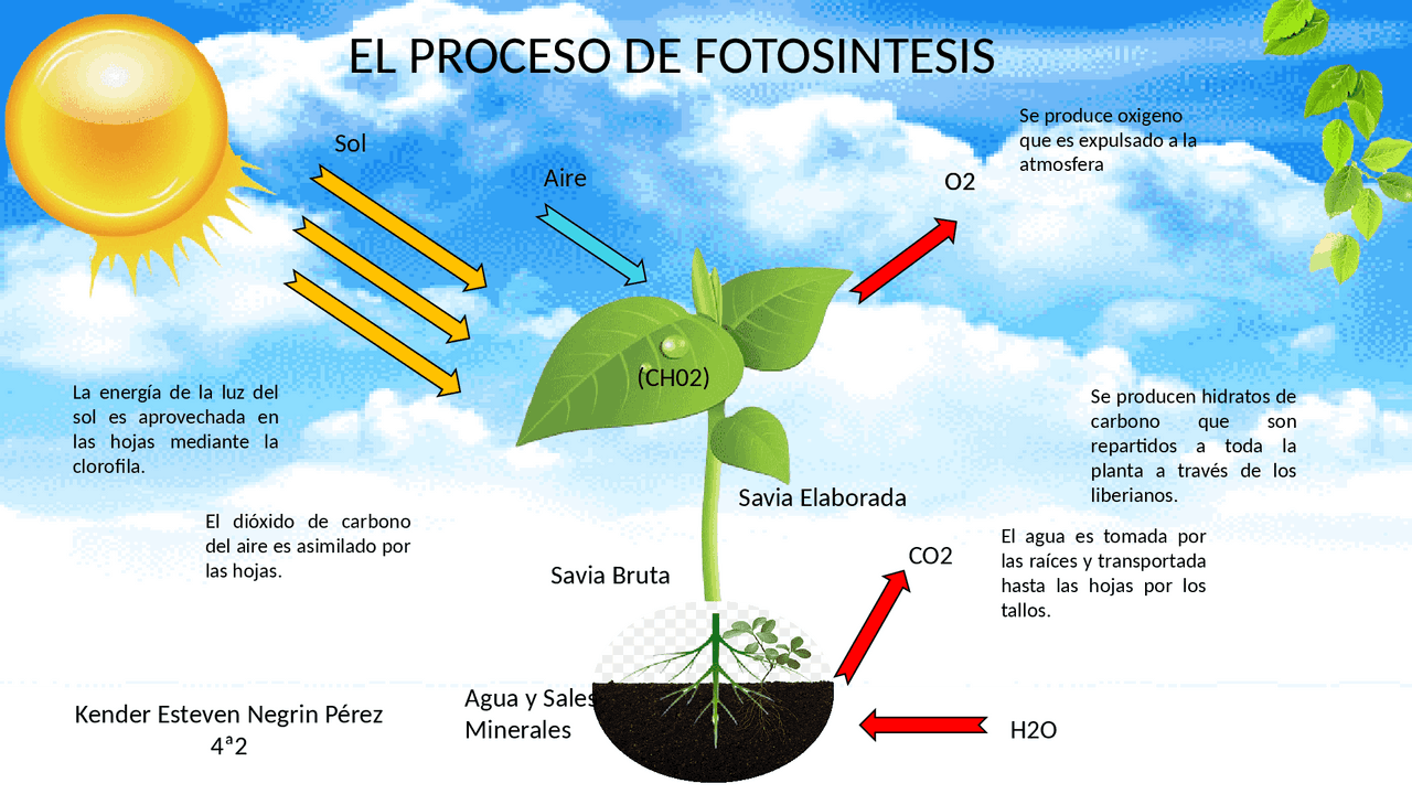 Diagrama De Flujo Sobre La Fotosíntesis Y La Quimiosíntesis - MXEDUSA