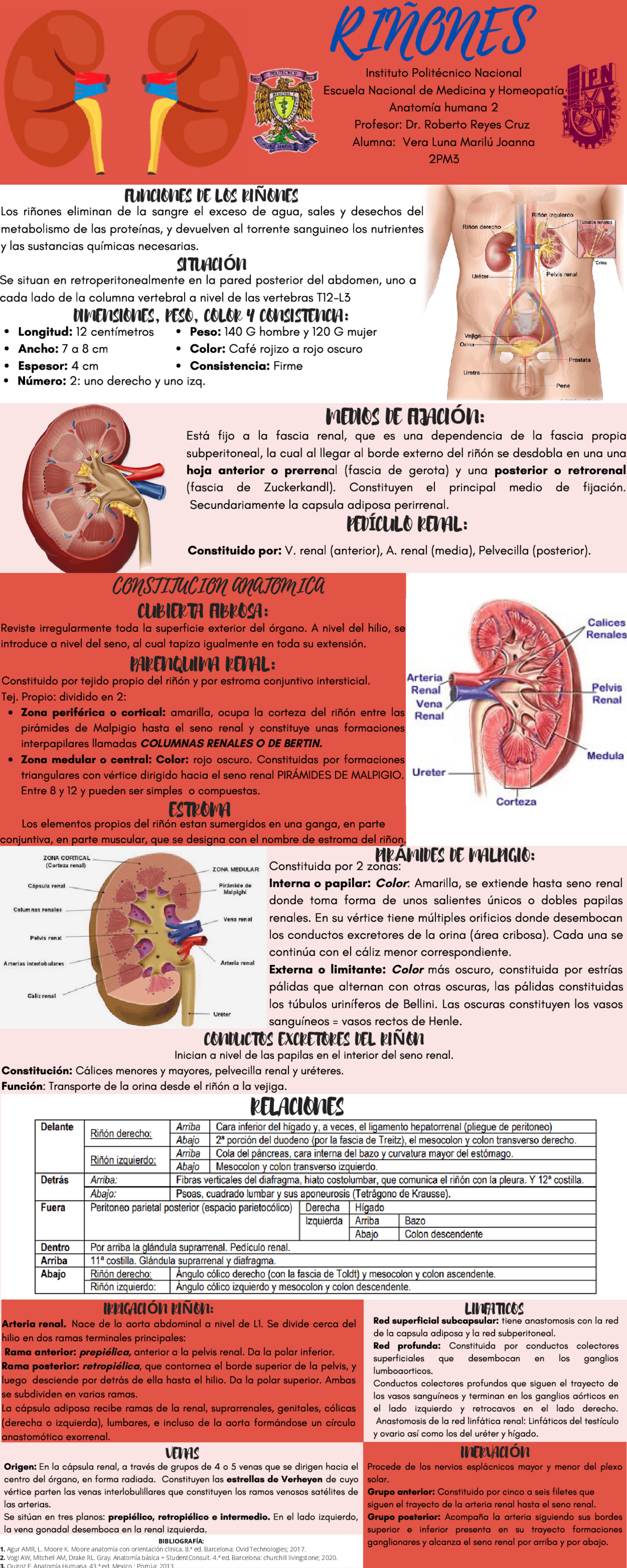 Anatomía de los riñones | Slides de Anatomie | Docsity