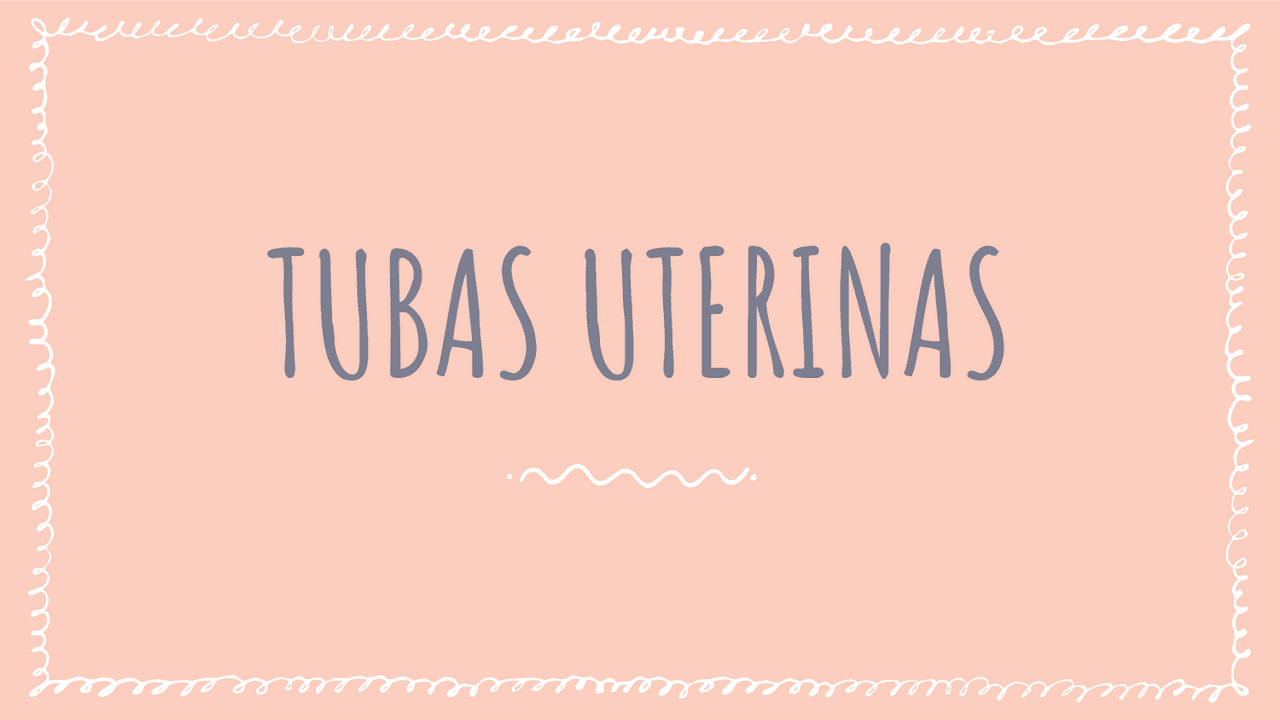 TUBAS UTERINAS anatomía Docsity