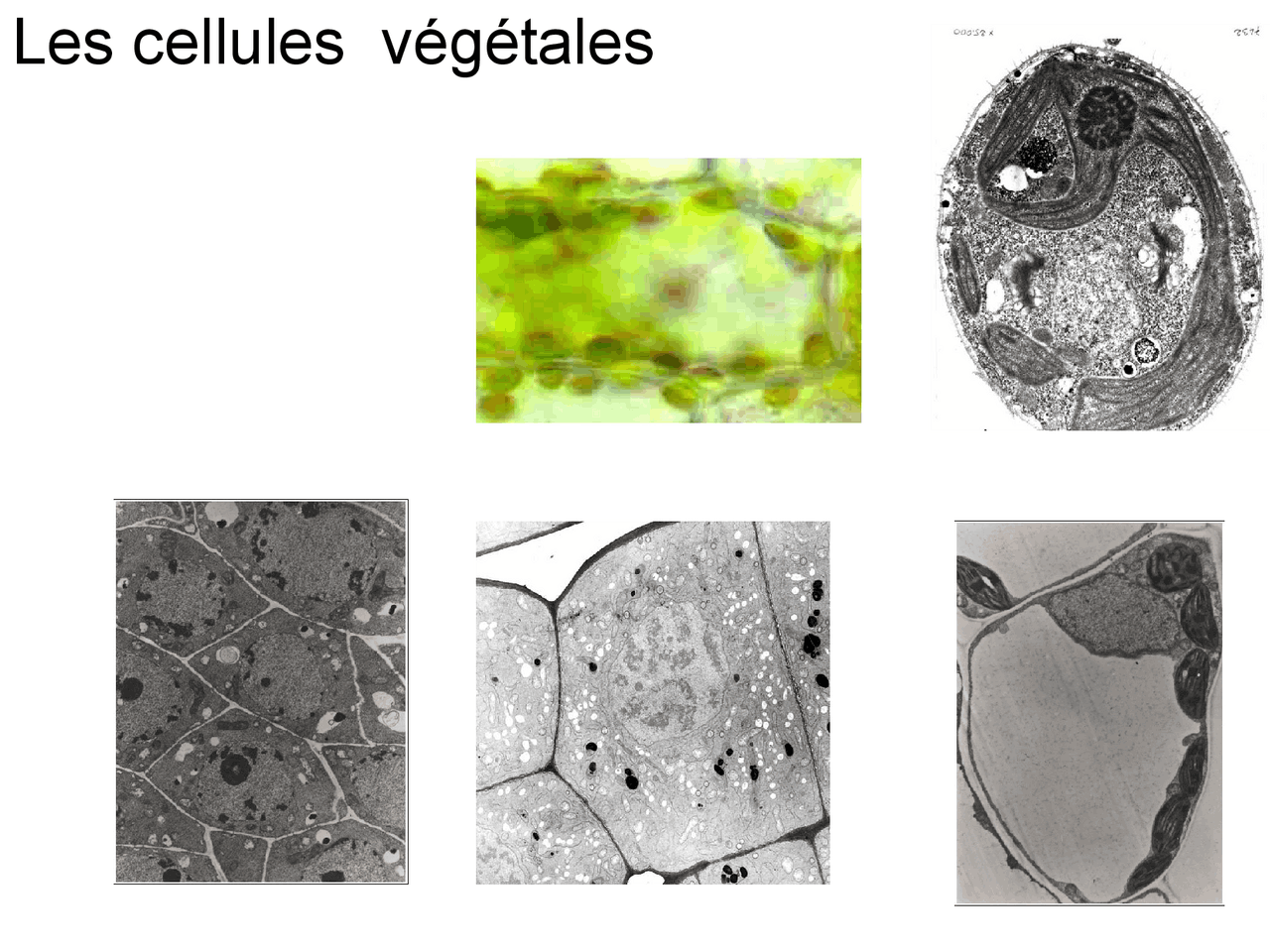 Les cellules végétales: schéma | Schémas Biologie | Docsity