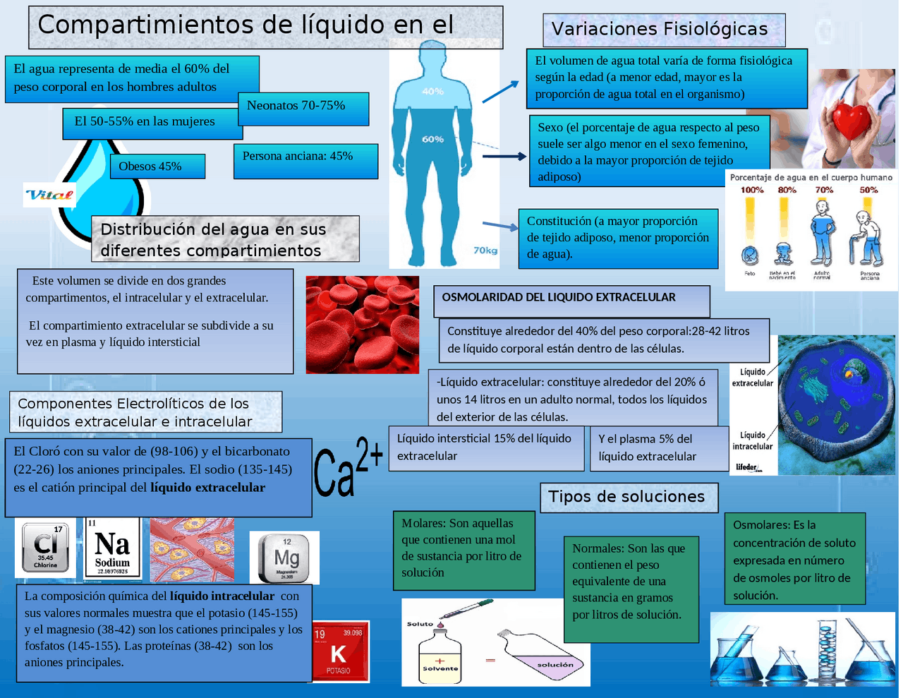 Infografía de los compartimientos líquidos del organismo | Diapositivas