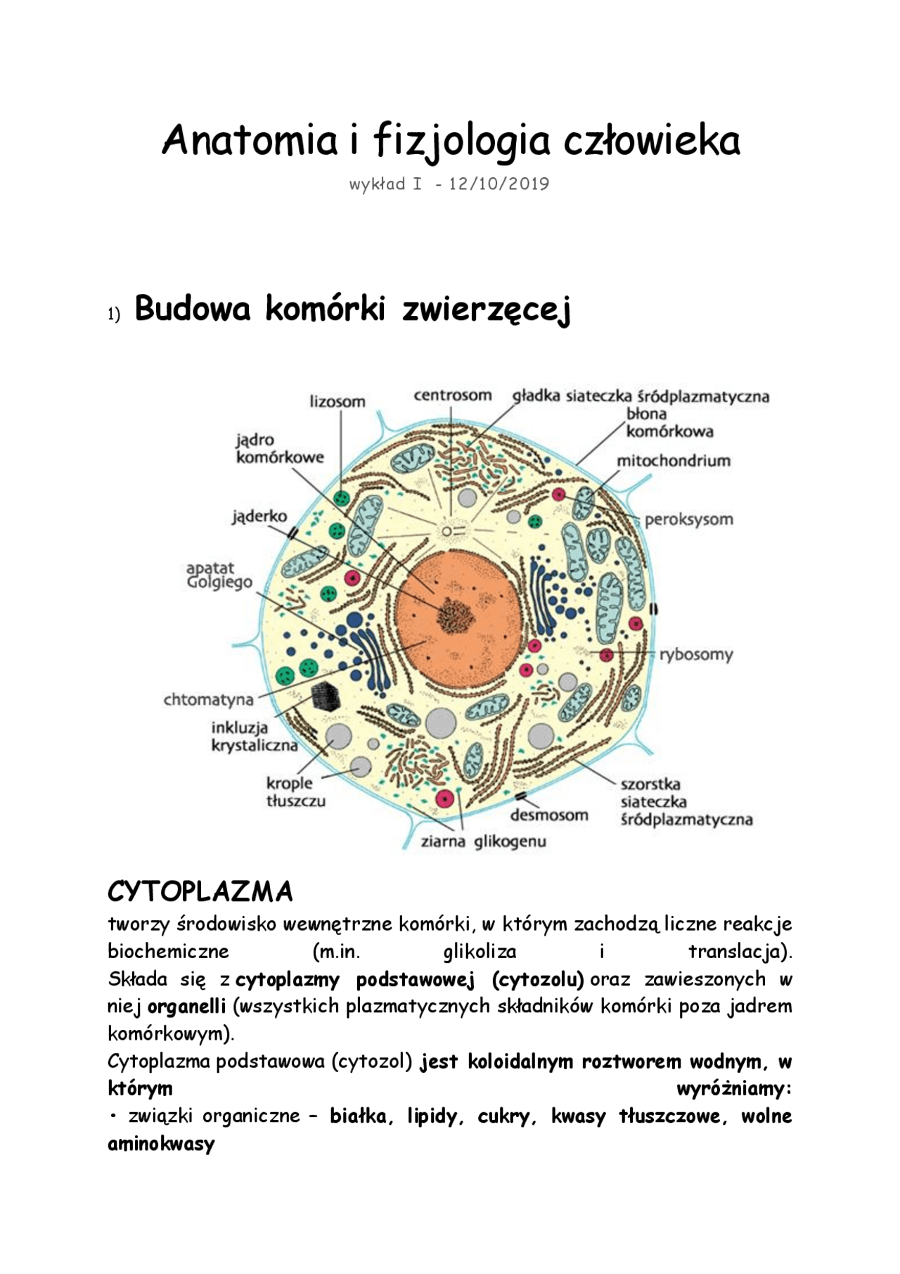 Anatomia i fizjologia człowieka - Docsity