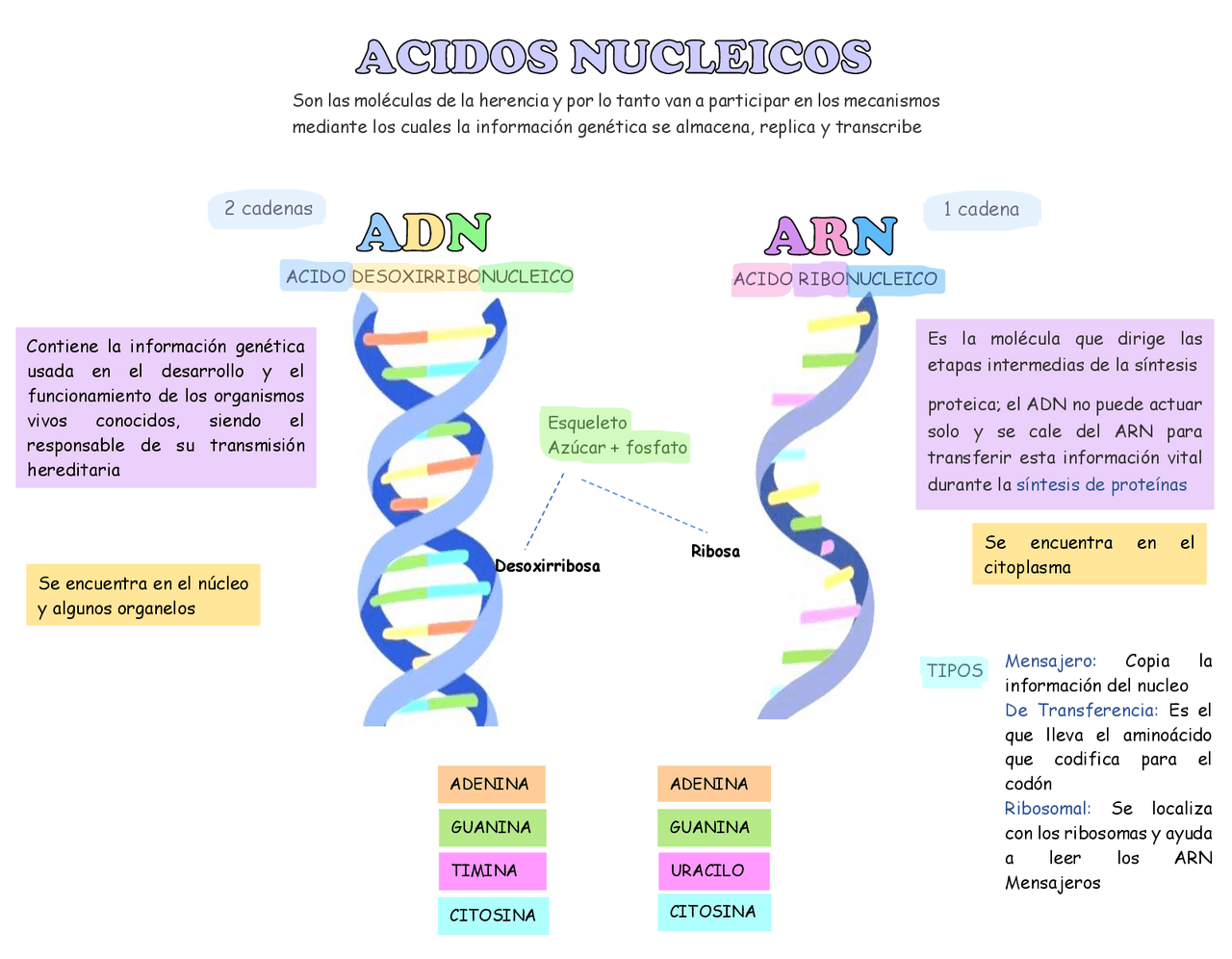 Esquema Acidos Nucleicos - Docsity