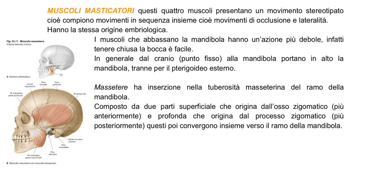 Masticatori MUSCOLI MASTICATORI, MIMICI, SOPRA / SOTTO IOIDEI + CAVITÀ’ ORALE - Docsity