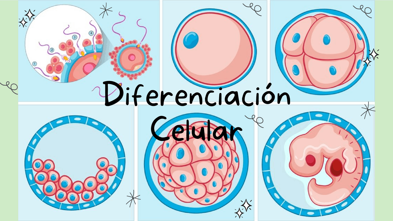 Ejemplos De Diferenciación Celular