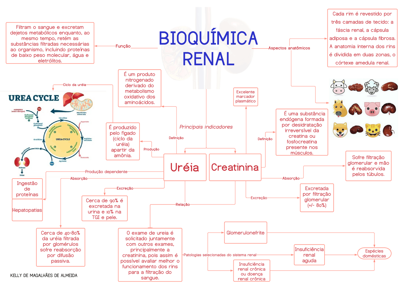 Relação Ureia Creatinina Ira - RETOEDU