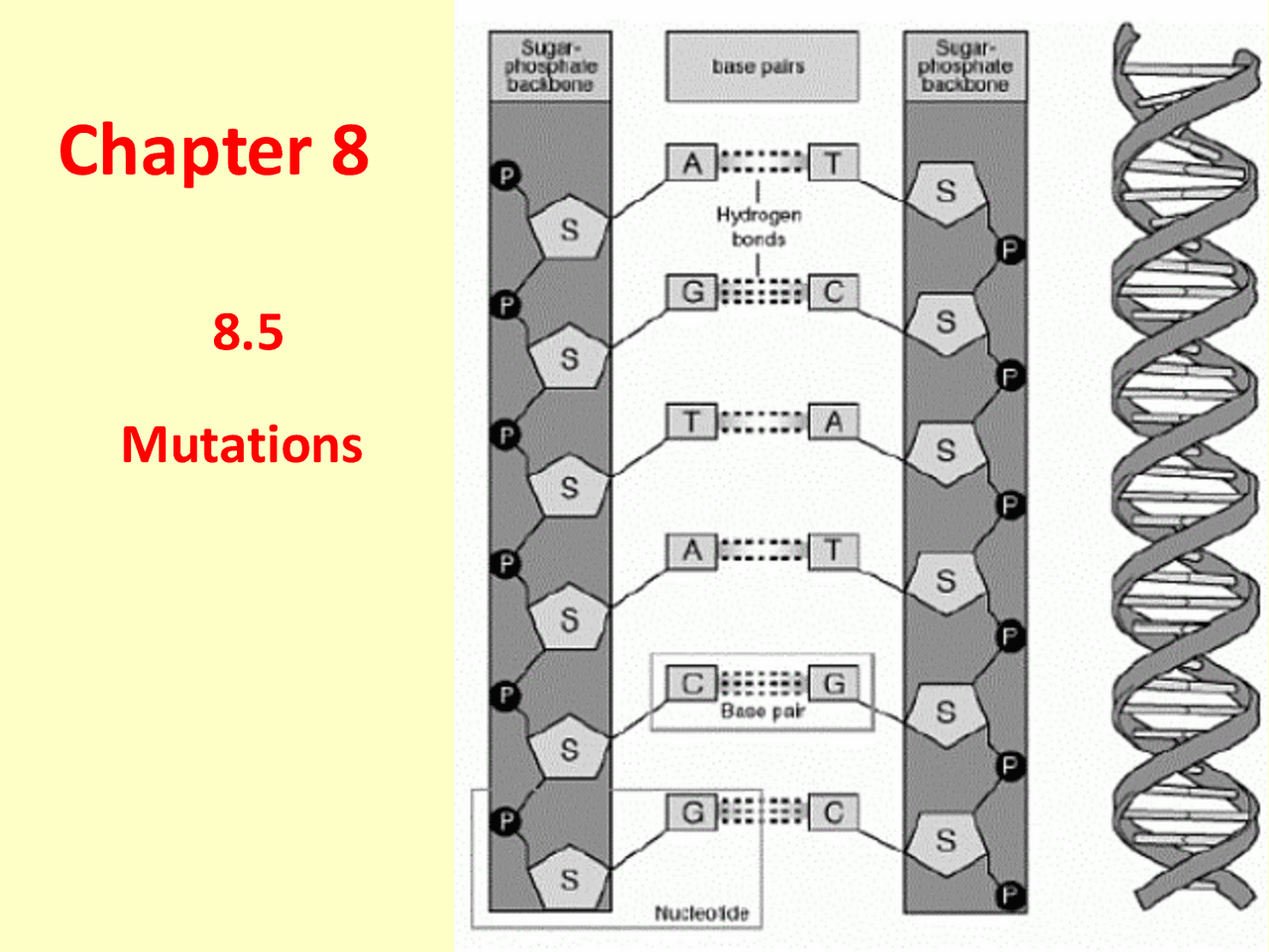 DNA Synthesis Notes Honors Biology - Docsity