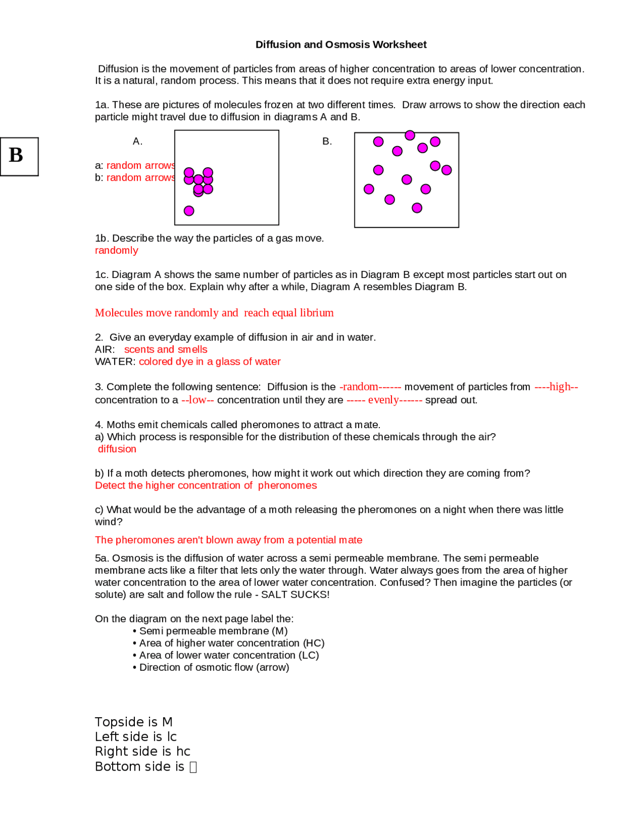 Osmosis worksheet for 22th grade - Docsity In Diffusion And Osmosis Worksheet Answers