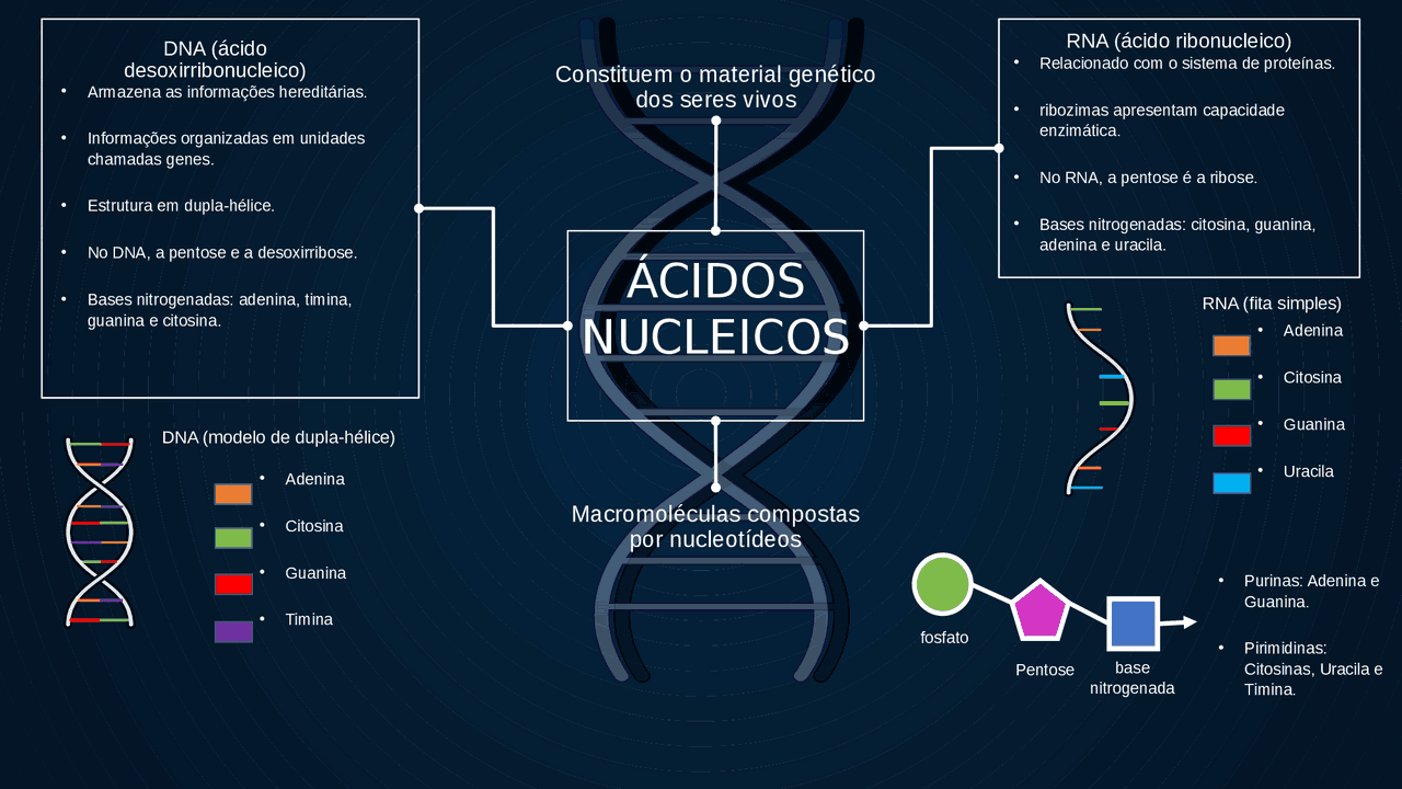 Acidos Nucleicos Mapa Mental - RETOEDU