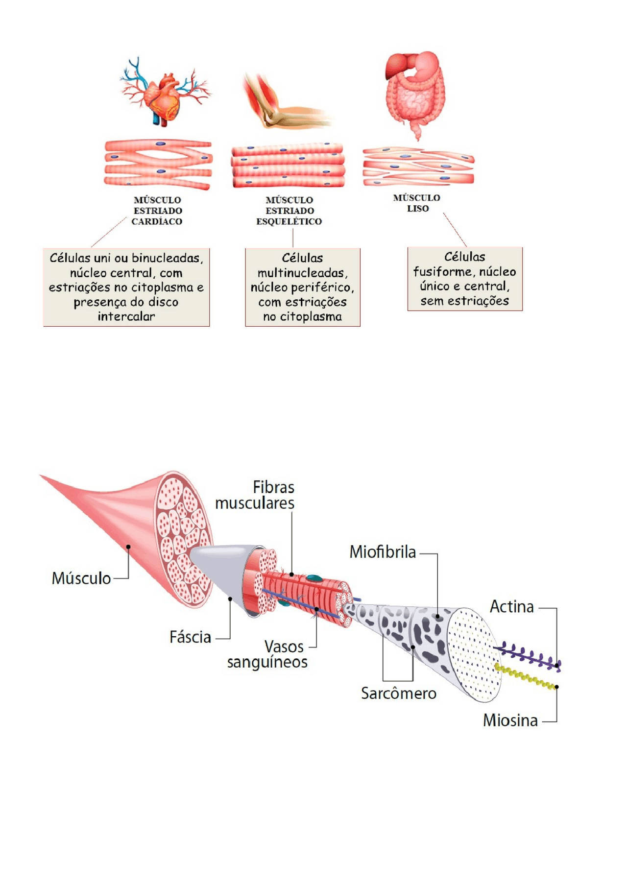 Resumo tecido muscular e nervoso - Docsity