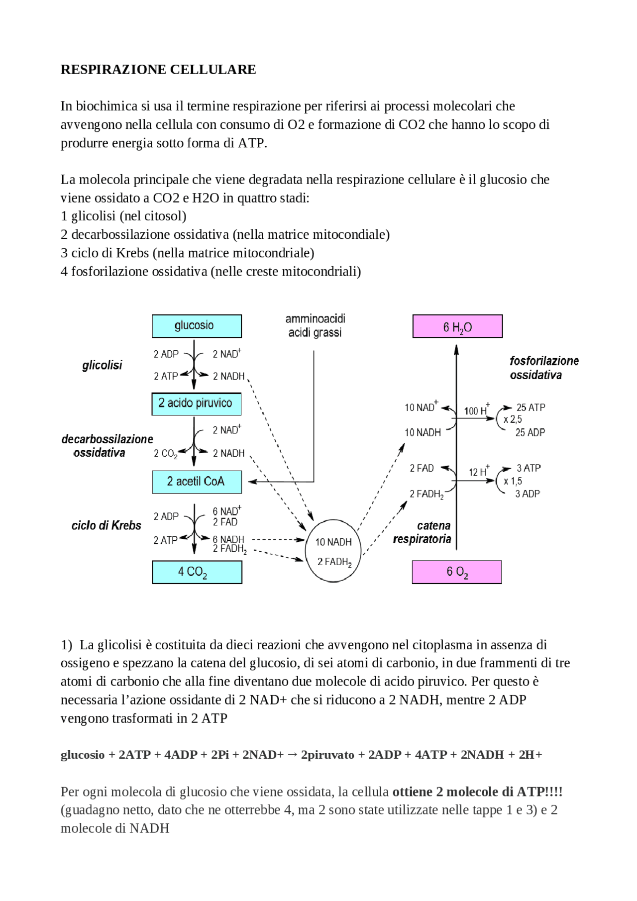 Glicolisi; atp; nadp Docsity