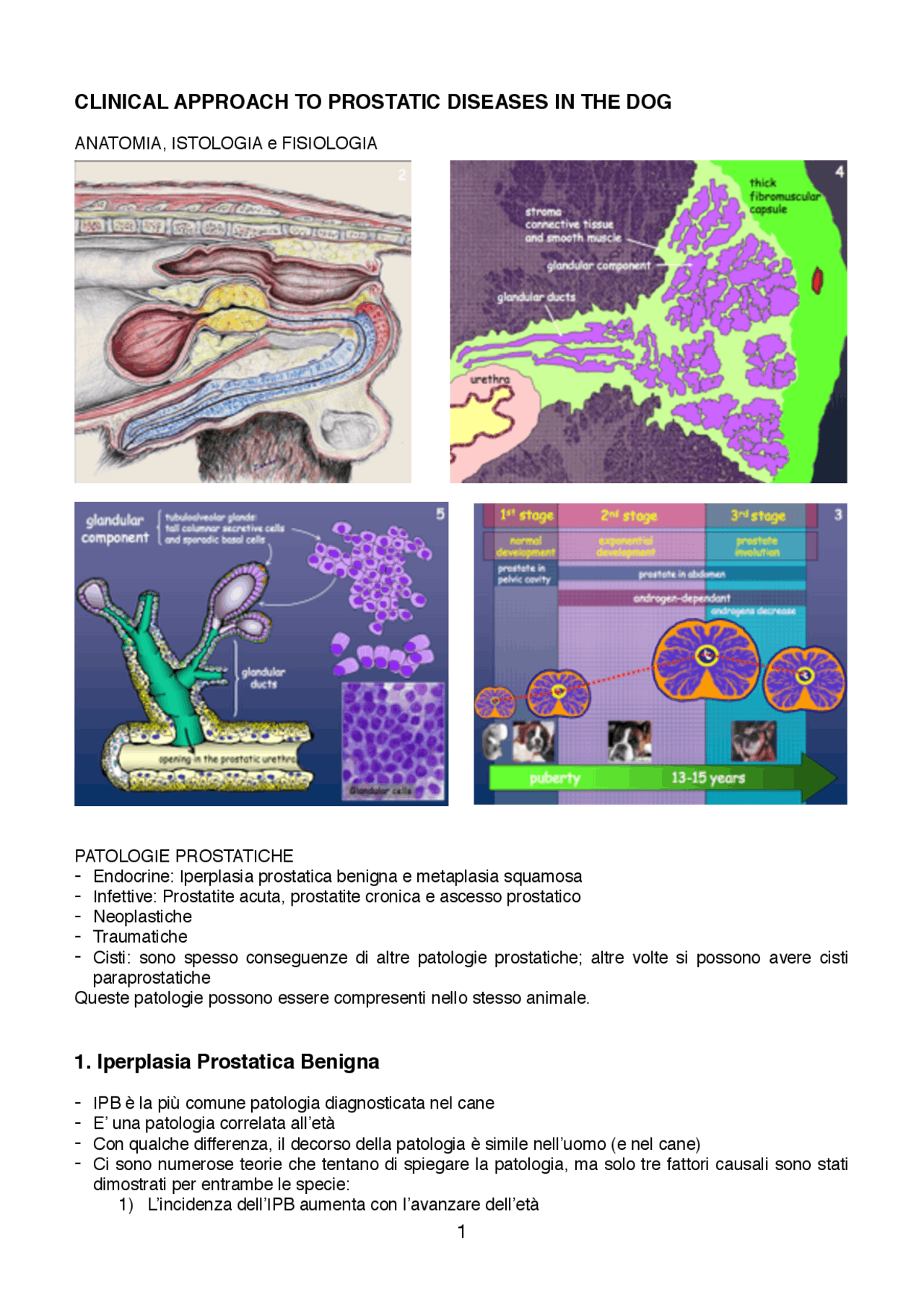 CLINICAL APPROACH TO PROSTATIC DISEASES IN THE DOG - Docsity