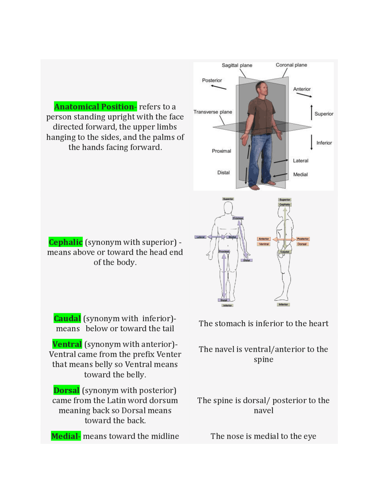 Body Structure Position Complete Anatomical Position with definitions - Docsity