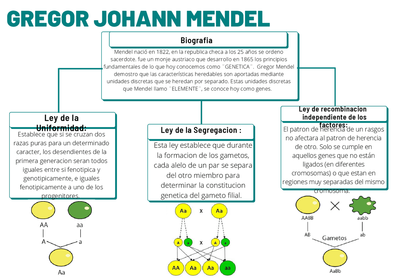 Mapa mental Sobre las leyes de Mendel Docsity