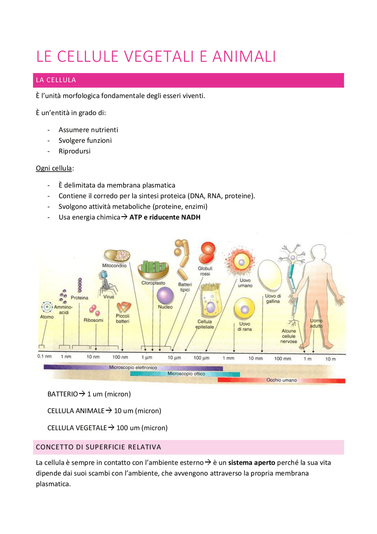 DIFFERENZE CELLULA ANIMALE E VEGETALE | Schemi e mappe concettuali di ...