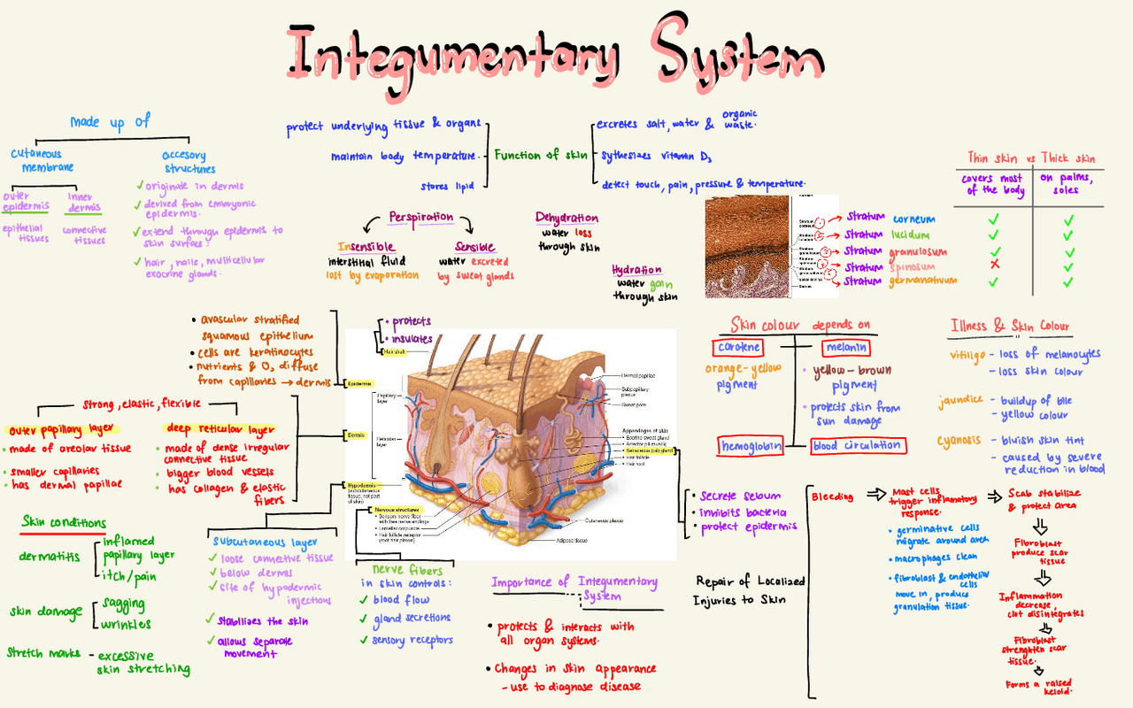 Integumentary System - Docsity