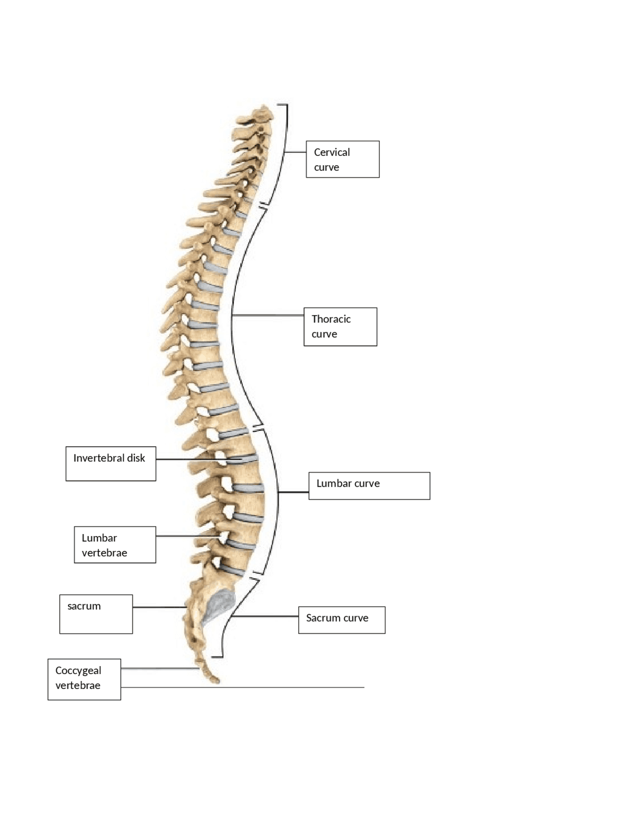 Vertebrae Labeling Quiz 50 - rme9844