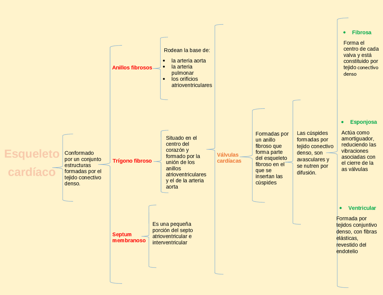 Histología del esqueleto cardíaco Docsity