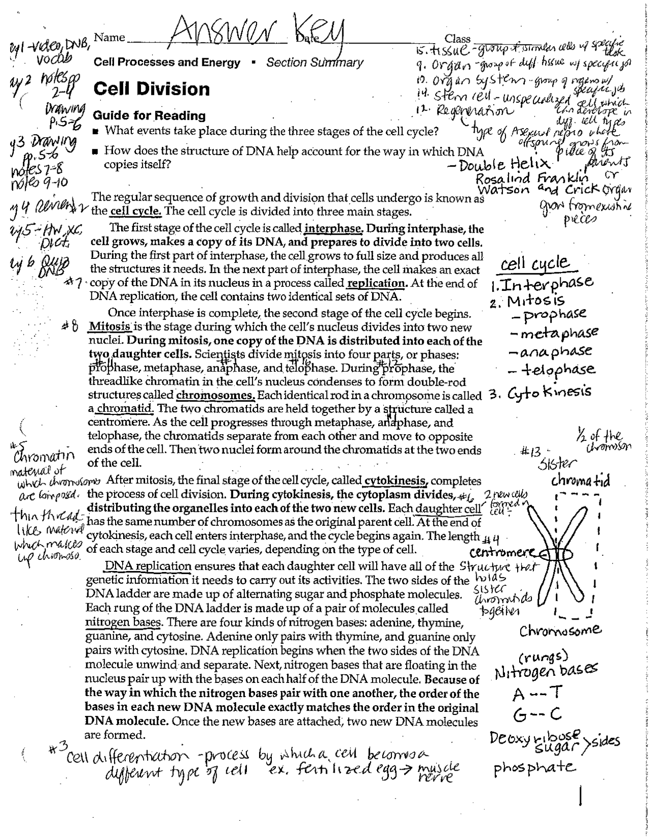 Cell cycle questions and answers Biology Diagrams