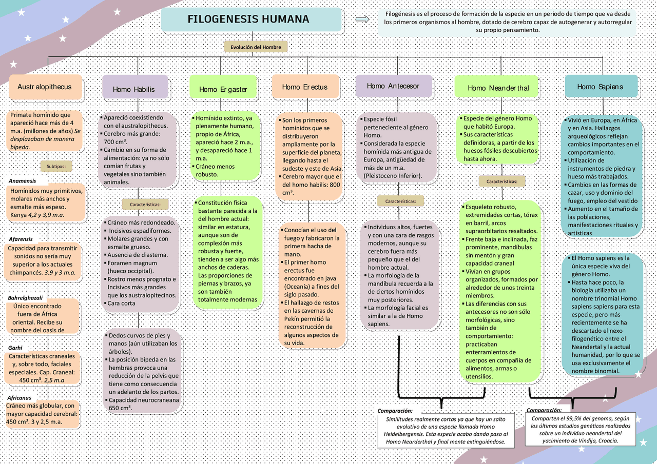 Mapa conceptual Filogénesis Humana - Docsity
