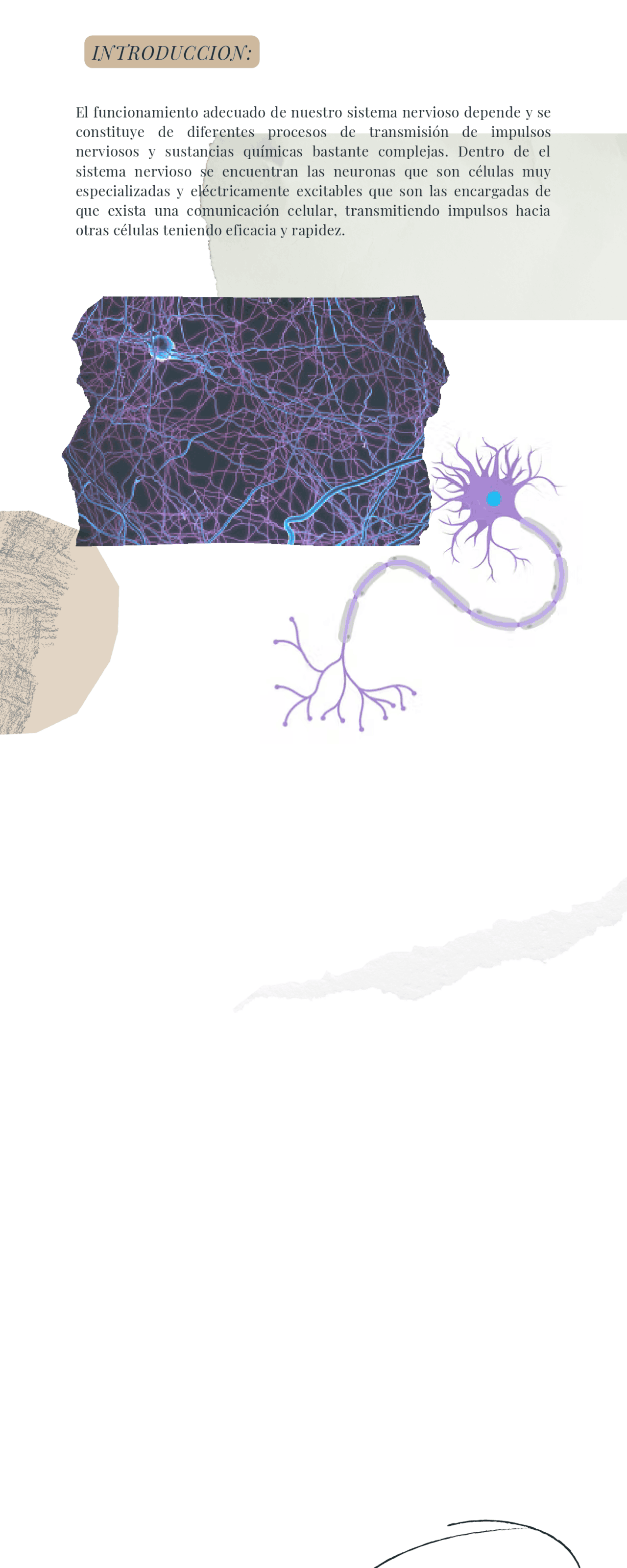 Neuronas Fisiologia y Morfologia. | Apuntes de Psicobiología - Docsity