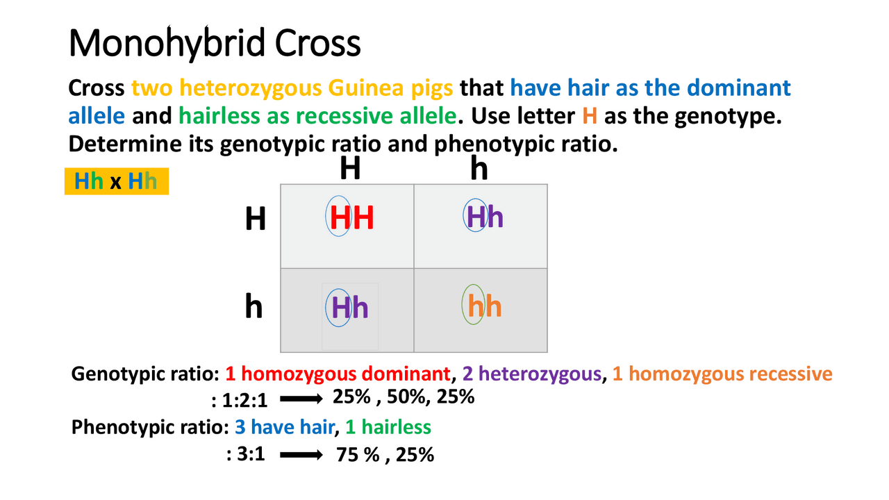 Monohybrid and Dihybrid Cross Docsity